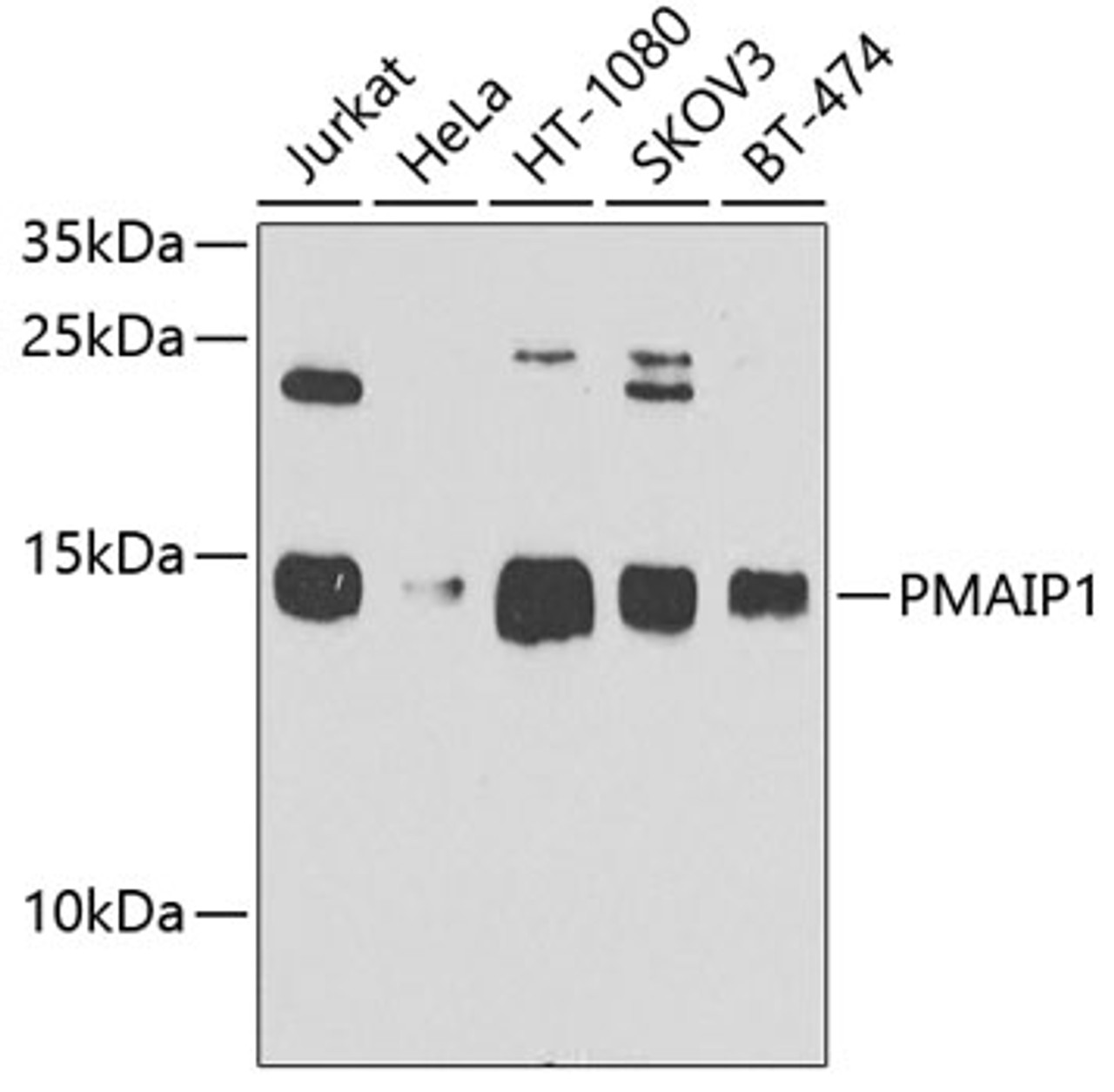 Western blot analysis of extracts of various cell lines, using PMAIP1 antibody (23-907) at 1:1000 dilution.<br/>Secondary antibody: HRP Goat Anti-Rabbit IgG (H+L) at 1:10000 dilution.<br/>Lysates/proteins: 25ug per lane.<br/>Blocking buffer: 3% nonfat dry milk in TBST.<br/>Detection: ECL Basic Kit.<br/>Exposure time: 90s.
