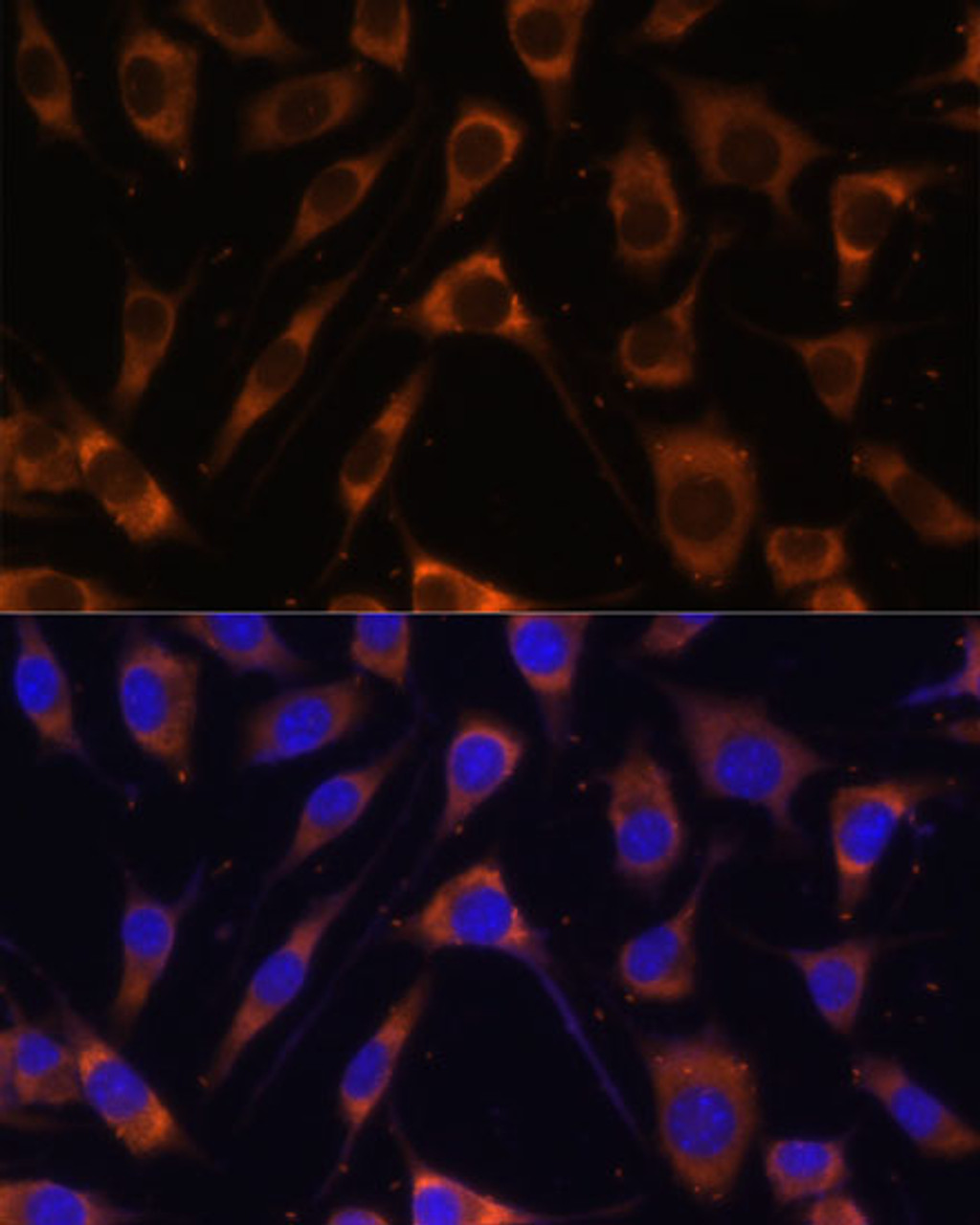 Immunofluorescence analysis of L929 cells using LAMB1 Polyclonal Antibody (23-927) at dilution of 1:100 (40x lens) . Blue: DAPI for nuclear staining.