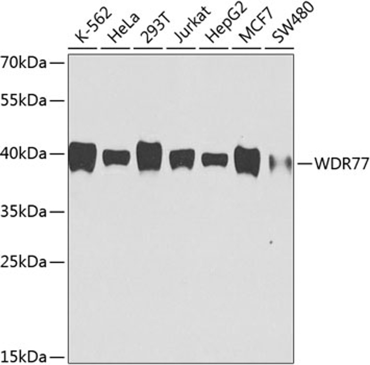 Western blot analysis of extracts of various cell lines, using WDR77 antibody (23-974) at 1:1000 dilution.<br/>Secondary antibody: HRP Goat Anti-Mouse IgG (H+L) (AS003) at 1:10000 dilution.<br/>Lysates/proteins: 25ug per lane.<br/>Blocking buffer: 3% nonfat dry milk in TBST.<br/>Detection: ECL Basic Kit.<br/>Exposure time: 90s.