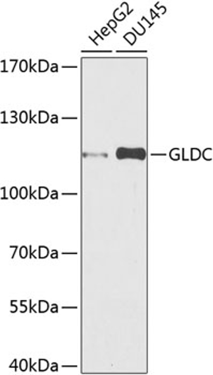 Western blot analysis of extracts of various cell lines, using GLDC antibody (23-982) at 1:1000 dilution.<br/>Secondary antibody: HRP Goat Anti-Rabbit IgG (H+L) at 1:10000 dilution.<br/>Lysates/proteins: 25ug per lane.<br/>Blocking buffer: 3% nonfat dry milk in TBST.<br/>Detection: ECL Basic Kit.<br/>Exposure time: 90s.