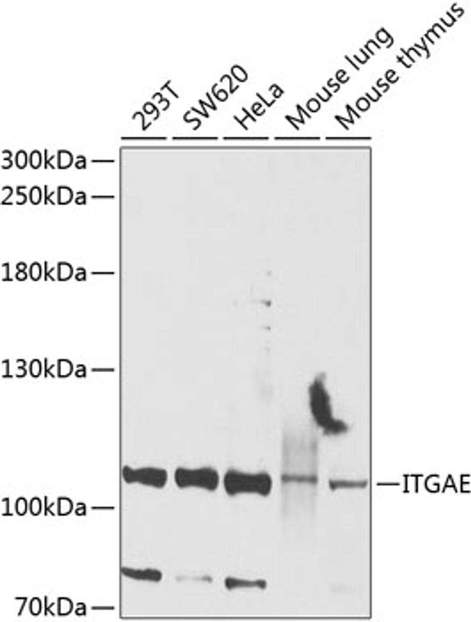 Western blot analysis of extracts of various cell lines, using ITGAE antibody (23-983) at 1:1000 dilution.<br/>Secondary antibody: HRP Goat Anti-Rabbit IgG (H+L) at 1:10000 dilution.<br/>Lysates/proteins: 25ug per lane.<br/>Blocking buffer: 3% nonfat dry milk in TBST.<br/>Detection: ECL Basic Kit.<br/>Exposure time: 60s.