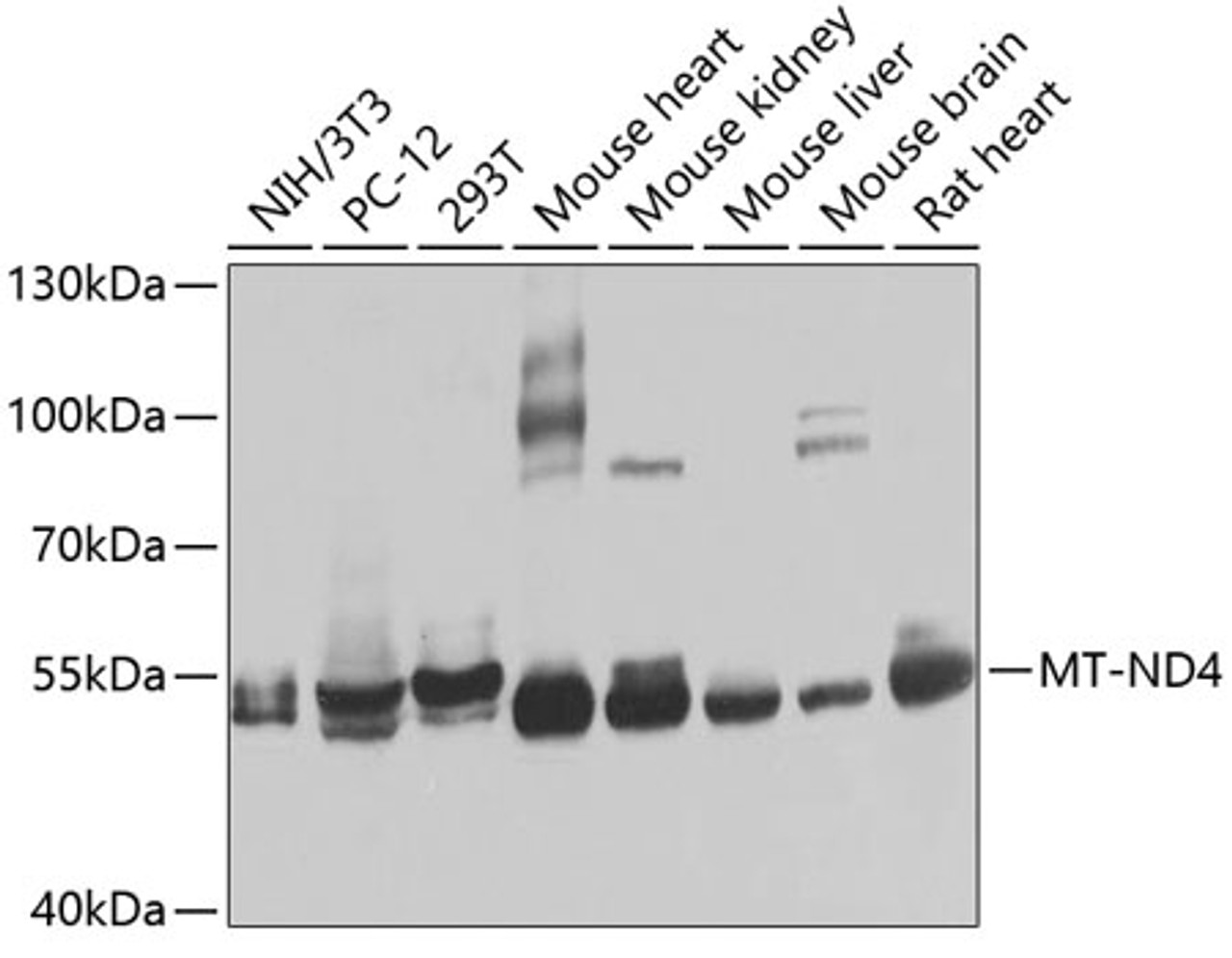Western blot analysis of extracts of various cell lines, using MT-ND4 antibody (23-988) at 1:1000 dilution.<br/>Secondary antibody: HRP Goat Anti-Rabbit IgG (H+L) at 1:10000 dilution.<br/>Lysates/proteins: 25ug per lane.<br/>Blocking buffer: 3% nonfat dry milk in TBST.<br/>Detection: ECL Basic Kit.<br/>Exposure time: 90s.