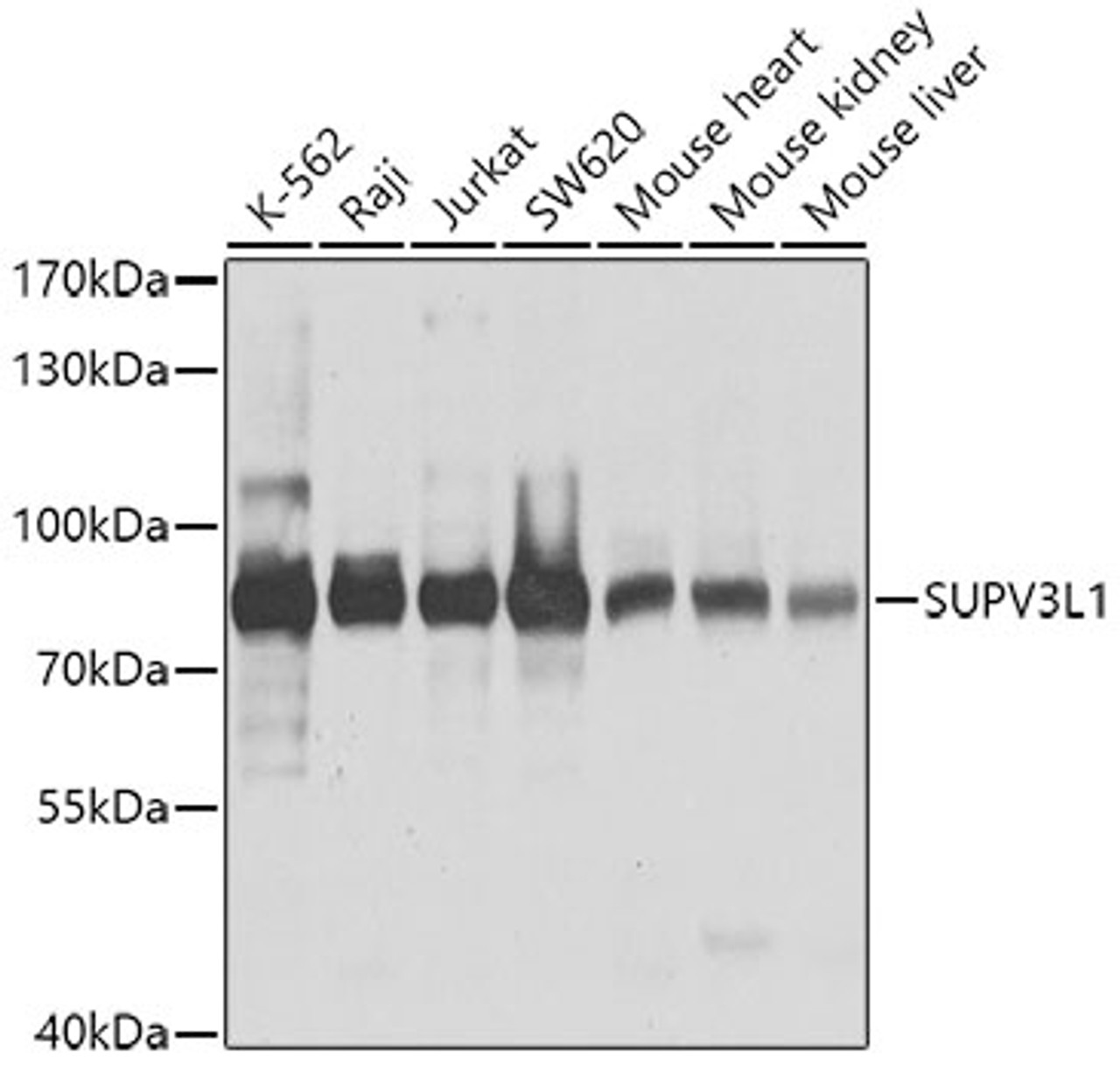 Western blot analysis of extracts of various cell lines, using SUPV3L1 antibody (23-995) at 1:1000 dilution.<br/>Secondary antibody: HRP Goat Anti-Rabbit IgG (H+L) at 1:10000 dilution.<br/>Lysates/proteins: 25ug per lane.<br/>Blocking buffer: 3% nonfat dry milk in TBST.<br/>Detection: ECL Basic Kit.<br/>Exposure time: 1s.