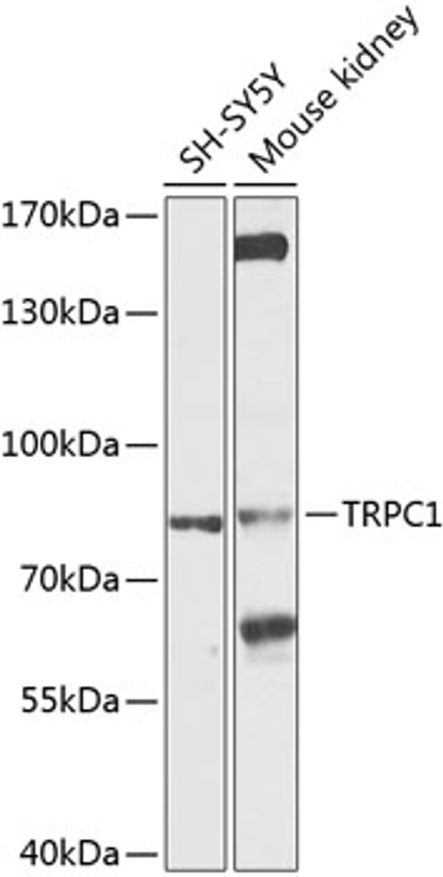 Western blot analysis of extracts of various cell lines, using TRPC1 antibody (23-996) at 1:1000 dilution.<br/>Secondary antibody: HRP Goat Anti-Rabbit IgG (H+L) at 1:10000 dilution.<br/>Lysates/proteins: 25ug per lane.<br/>Blocking buffer: 3% nonfat dry milk in TBST.<br/>Detection: ECL Basic Kit.<br/>Exposure time: 30s.