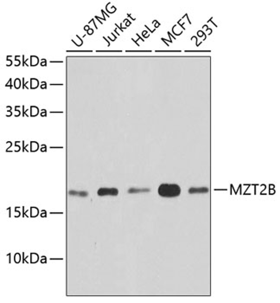 Western blot analysis of extracts of various cell lines, using MZT2B antibody (24-012) at 1:1000 dilution.<br/>Secondary antibody: HRP Goat Anti-Rabbit IgG (H+L) at 1:10000 dilution.<br/>Lysates/proteins: 25ug per lane.<br/>Blocking buffer: 3% nonfat dry milk in TBST.<br/>Detection: ECL Basic Kit.<br/>Exposure time: 1s.