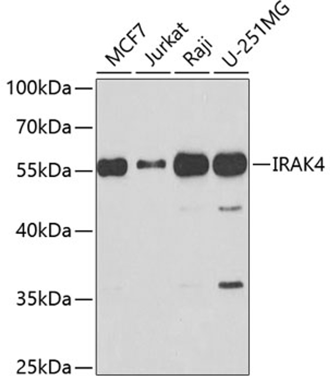 Western blot analysis of extracts of various cell lines, using IRAK4 antibody (24-025) at 1:1000 dilution.<br />Secondary antibody: HRP Goat Anti-Rabbit IgG (H+L) (AS014) at 1:10000 dilution.<br />Lysates/proteins: 25ug per lane.<br />Blocking buffer: 3% nonfat dry milk in TBST.<br />Detection: ECL Basic Kit.<br />Exposure time: 90s.