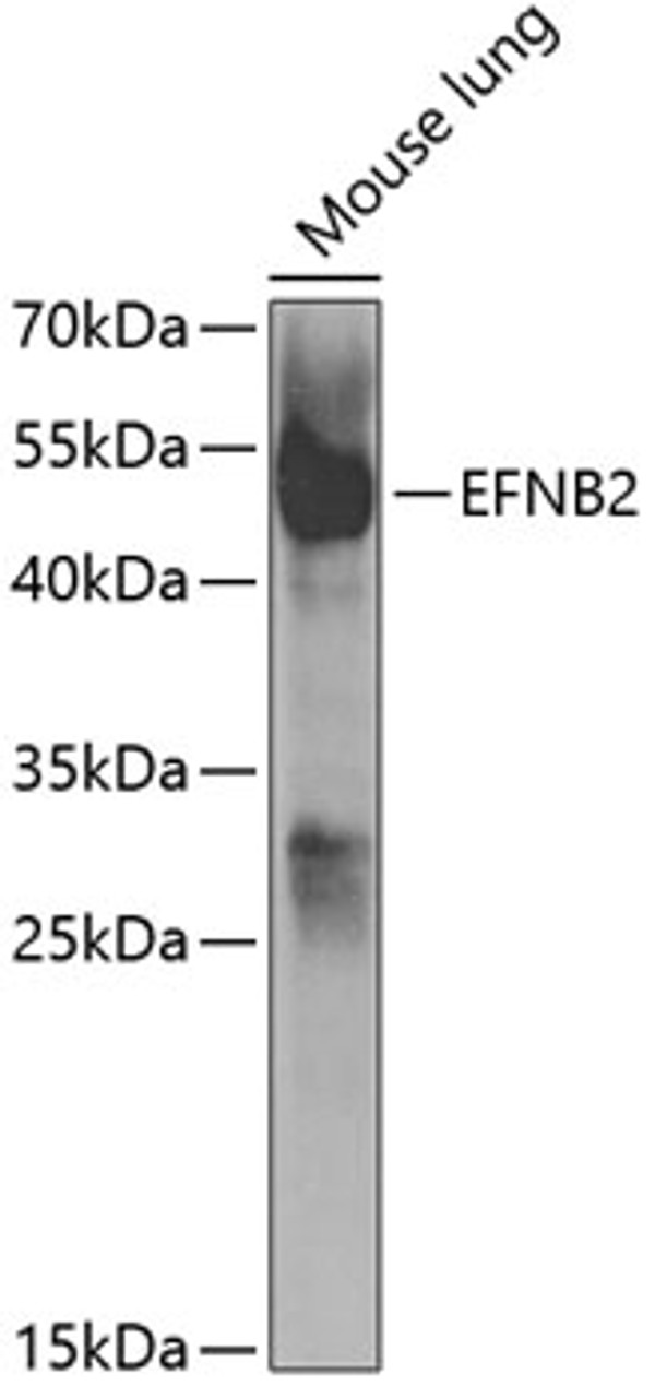 Western blot analysis of extracts of mouse lung, using EFNB2 antibody (19-783) at 1:1000 dilution.<br/>Secondary antibody: HRP Goat Anti-Rabbit IgG (H+L) at 1:10000 dilution.<br/>Lysates/proteins: 25ug per lane.<br/>Blocking buffer: 3% nonfat dry milk in TBST.