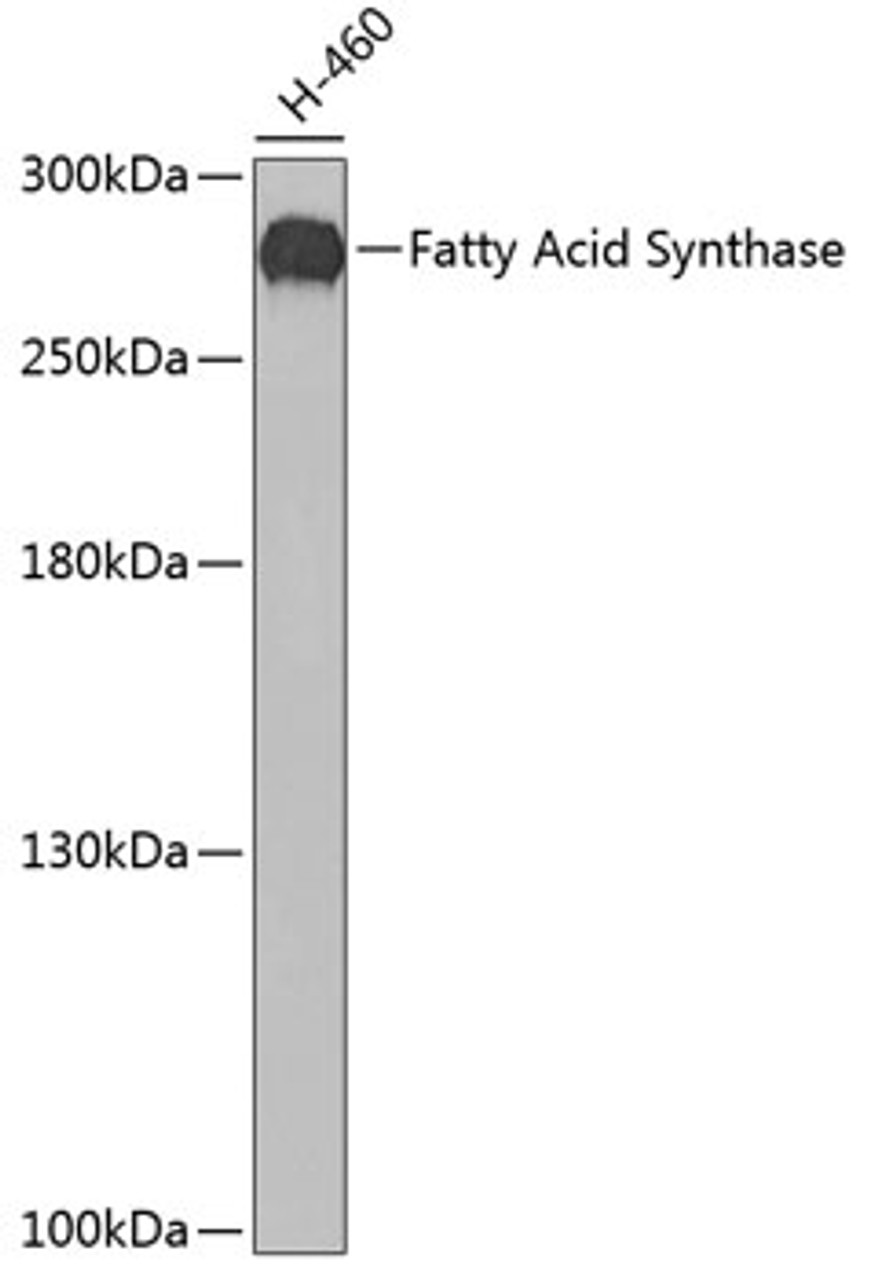 Western blot analysis of extracts of H460 cells, using Fatty Acid Synthase antibody (13-178) at 1:200 dilution.<br/>Secondary antibody: HRP Goat Anti-Rabbit IgG (H+L) at 1:10000 dilution.<br/>Lysates/proteins: 25ug per lane.<br/>Blocking buffer: 3% nonfat dry milk in TBST.<br/>Detection: ECL Basic Kit.<br/>Exposure time: 90s.