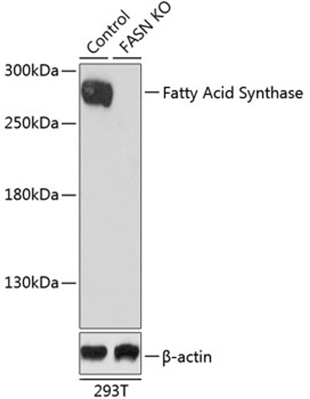 Western blot analysis of extracts from normal (control) and Fatty Acid Synthase knockout (KO) 293T cells, using Fatty Acid Synthase antibody (13-178) at 1:1000 dilution.<br/>Secondary antibody: HRP Goat Anti-Rabbit IgG (H+L) at 1:10000 dilution.<br/>Lysates/proteins: 25ug per lane.<br/>Blocking buffer: 3% nonfat dry milk in TBST.<br/>Detection: ECL Basic Kit.<br/>Exposure time: 90s.