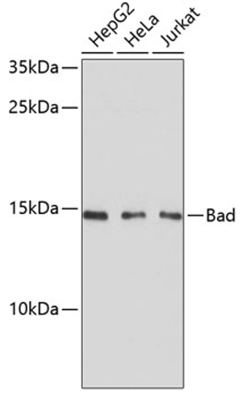 Western blot analysis of extracts of various cell lines, using Bad antibody (13-269) at 1:1000 dilution.<br/>Secondary antibody: HRP Goat Anti-Rabbit IgG (H+L) at 1:10000 dilution.<br/>Lysates/proteins: 25ug per lane.<br/>Blocking buffer: 3% nonfat dry milk in TBST.<br/>Detection: ECL Basic Kit.<br/>Exposure time: 90s.