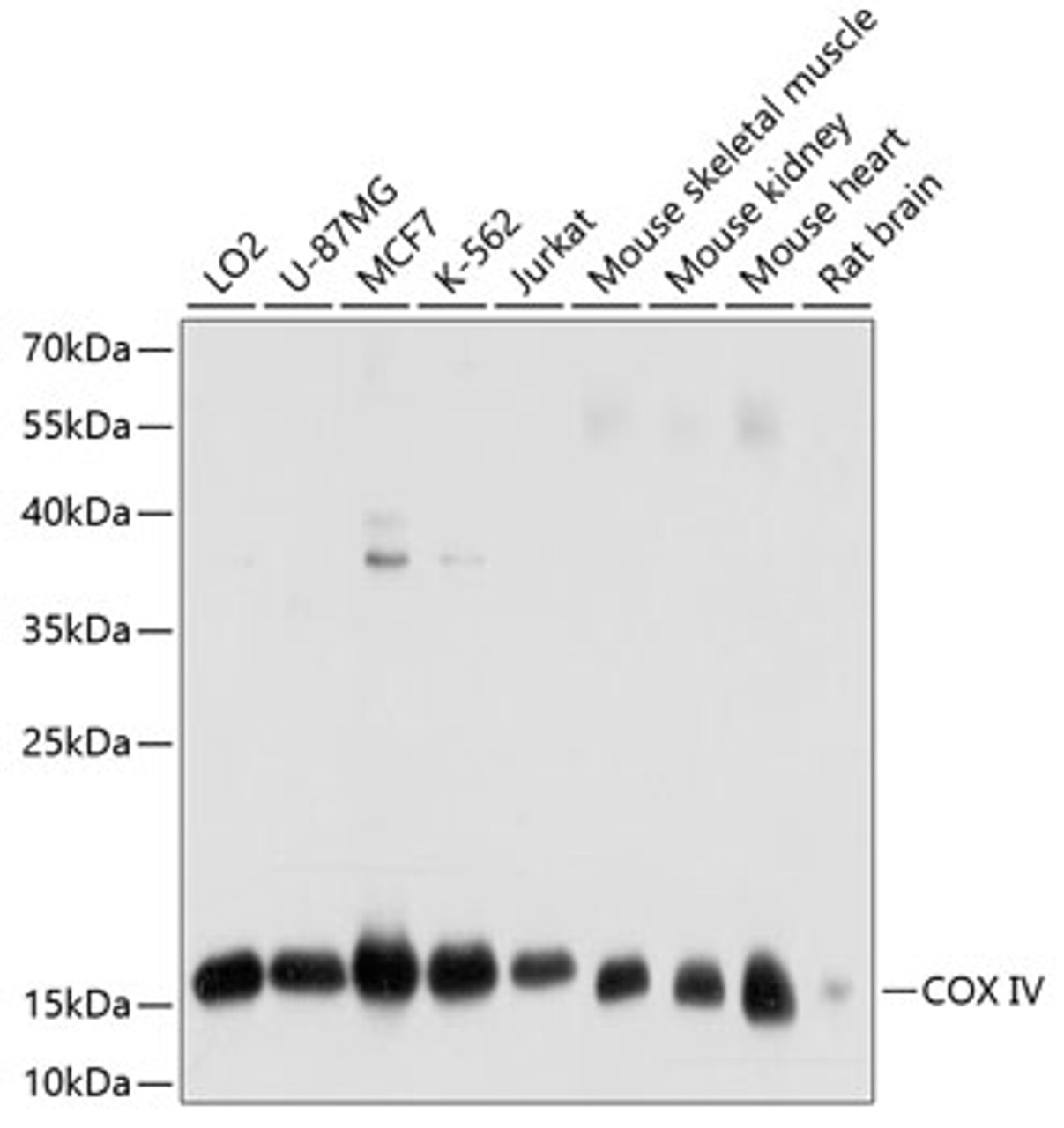 Western blot analysis of extracts of various cell lines, using COX IV antibody (13-427) at 1:1000 dilution.<br/>Secondary antibody: HRP Goat Anti-Mouse IgG (H+L) (AS003) at 1:10000 dilution.<br/>Lysates/proteins: 25ug per lane.<br/>Blocking buffer: 3% nonfat dry milk in TBST.<br/>Detection: ECL Basic Kit.<br/>Exposure time: 30s.