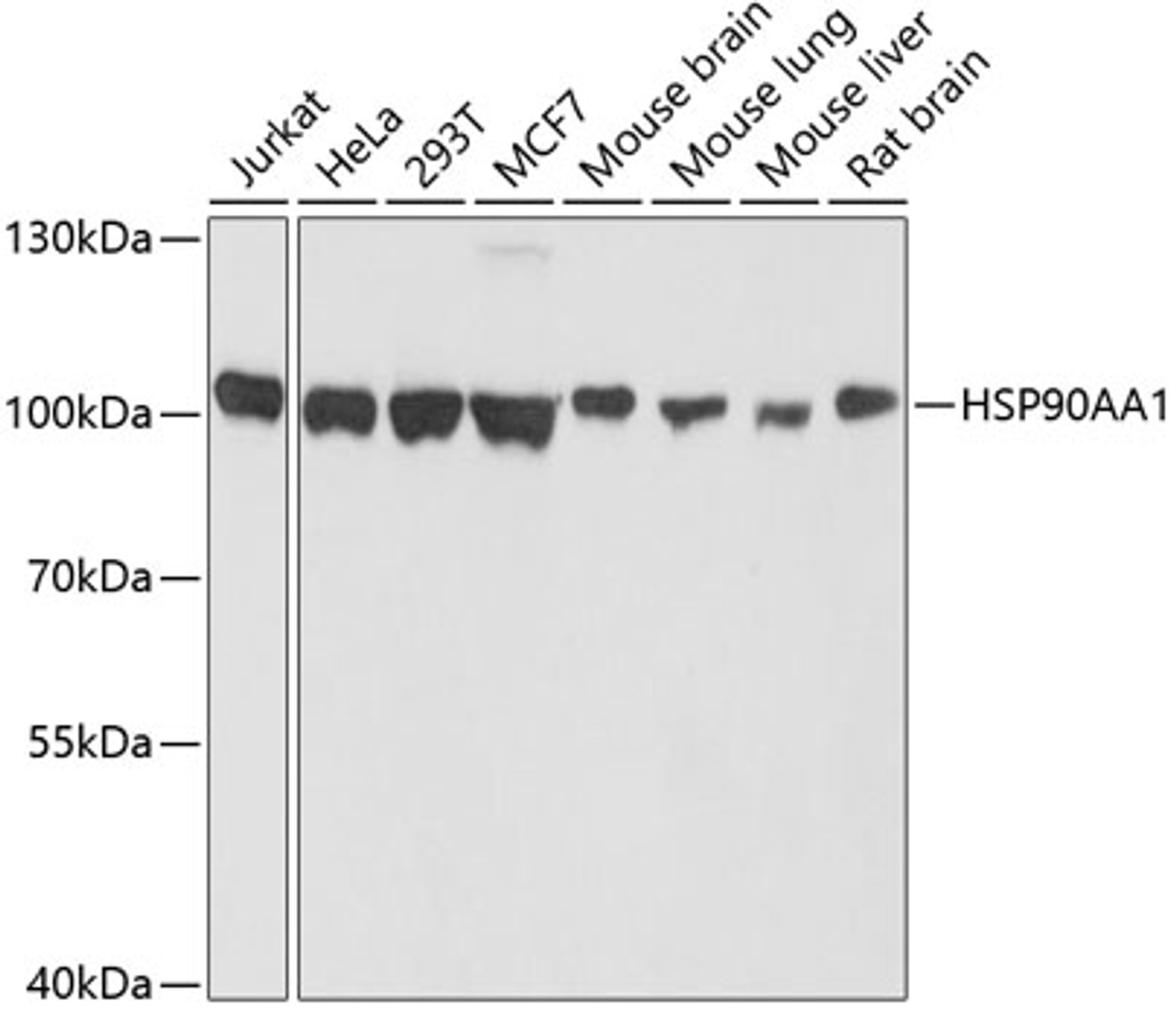 Western blot analysis of extracts of various cell lines, using HSP90AA1 antibody (13-479) at 1:1000 dilution.<br/>Secondary antibody: HRP Goat Anti-Mouse IgG (H+L) (AS003) at 1:10000 dilution.<br/>Lysates/proteins: 25ug per lane.<br/>Blocking buffer: 3% nonfat dry milk in TBST.<br/>Detection: ECL Basic Kit.<br/>Exposure time: 1s.