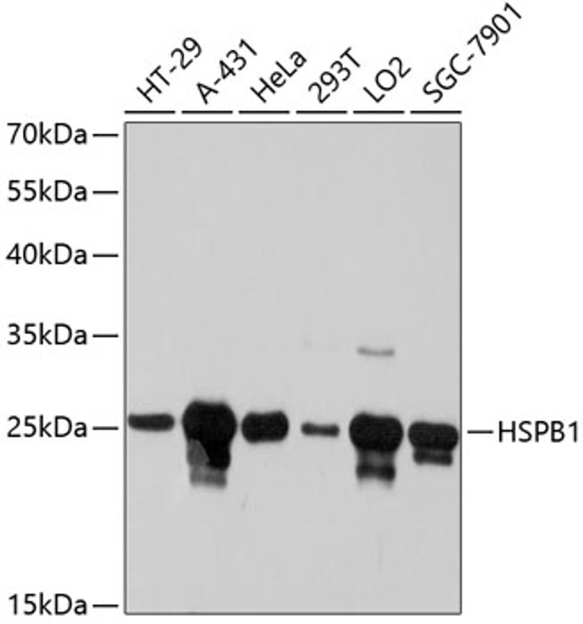 Western blot analysis of extracts of various cell lines, using HSPB1 antibody (13-755) at 1:2000 dilution.<br/>Secondary antibody: HRP Goat Anti-Mouse IgG (H+L) (AS003) at 1:10000 dilution.<br/>Lysates/proteins: 25ug per lane.<br/>Blocking buffer: 3% nonfat dry milk in TBST.<br/>Detection: ECL Basic Kit.<br/>Exposure time: 90s.