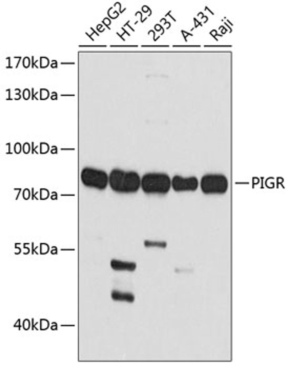 Western blot analysis of extracts of various cell lines, using PIGR antibody (13-848) at 1:1000 dilution.<br/>Secondary antibody: HRP Goat Anti-Rabbit IgG (H+L) at 1:10000 dilution.<br/>Lysates/proteins: 25ug per lane.<br/>Blocking buffer: 3% nonfat dry milk in TBST.<br/>Detection: ECL Basic Kit.<br/>Exposure time: 30s.