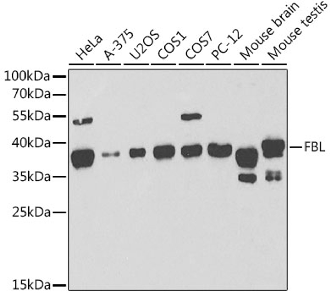 Western blot analysis of extracts of various cell lines, using FBL antibody (13-996) at 1:1000 dilution.<br/>Secondary antibody: HRP Goat Anti-Rabbit IgG (H+L) at 1:10000 dilution.<br/>Lysates/proteins: 25ug per lane.<br/>Blocking buffer: 3% nonfat dry milk in TBST.