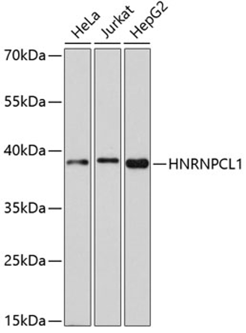 Western blot analysis of extracts of various cell lines, using HNRNPCL1 antibody (14-148) at 1:1000 dilution.<br/>Secondary antibody: HRP Goat Anti-Rabbit IgG (H+L) at 1:10000 dilution.<br/>Lysates/proteins: 25ug per lane.<br/>Blocking buffer: 3% nonfat dry milk in TBST.<br/>Detection: ECL Enhanced Kit.<br/>Exposure time: 90s.