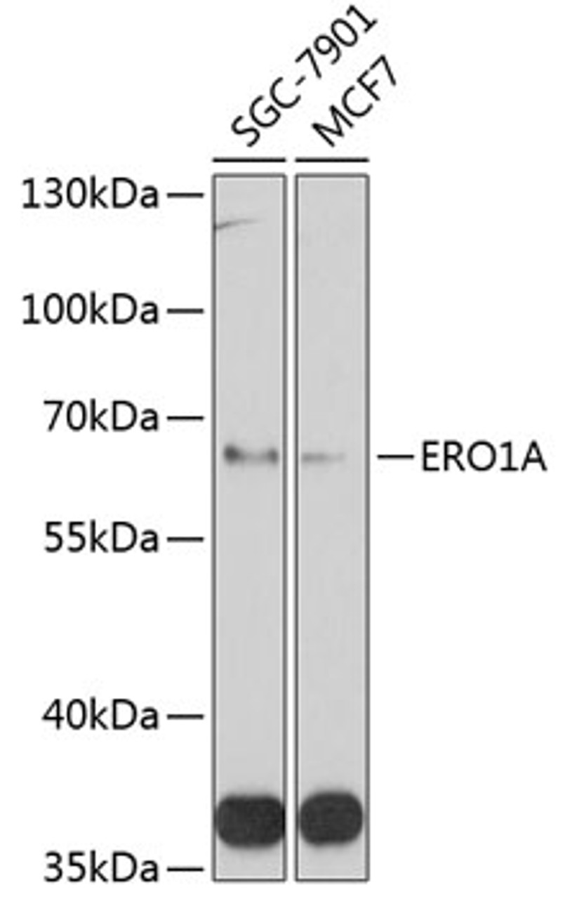 Western blot analysis of extracts of various cell lines, using ERO1A antibody (14-149) at 1:1000 dilution.<br/>Secondary antibody: HRP Goat Anti-Rabbit IgG (H+L) at 1:10000 dilution.<br/>Lysates/proteins: 25ug per lane.<br/>Blocking buffer: 3% nonfat dry milk in TBST.<br/>Detection: ECL Basic Kit.<br/>Exposure time: 90s.