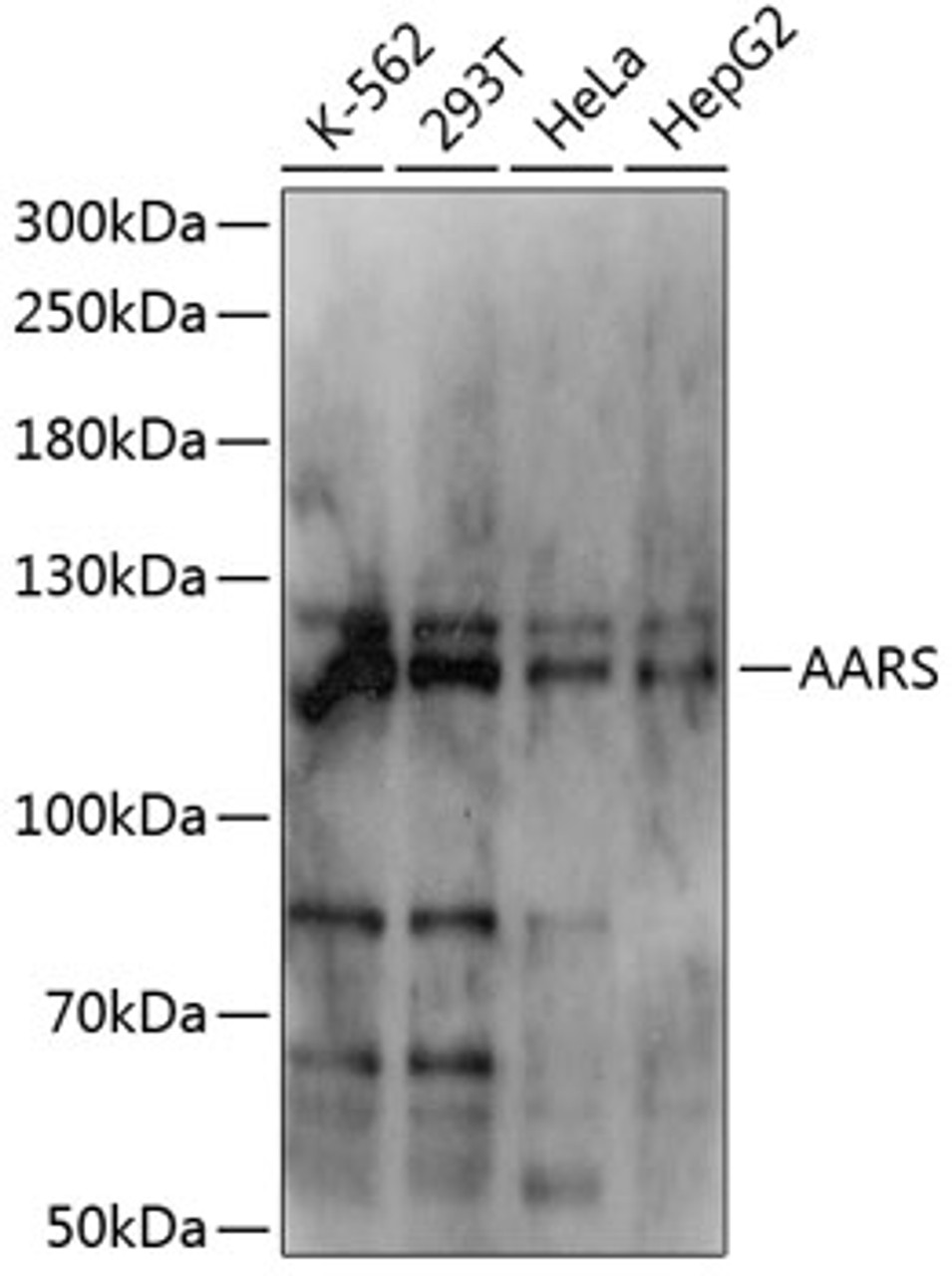 Western blot analysis of extracts of various cell lines, using AARS antibody (14-170) at 1:1000 dilution.<br/>Secondary antibody: HRP Goat Anti-Rabbit IgG (H+L) at 1:10000 dilution.<br/>Lysates/proteins: 25ug per lane.<br/>Blocking buffer: 3% nonfat dry milk in TBST.<br/>Detection: ECL Basic Kit.<br/>Exposure time: 1s.