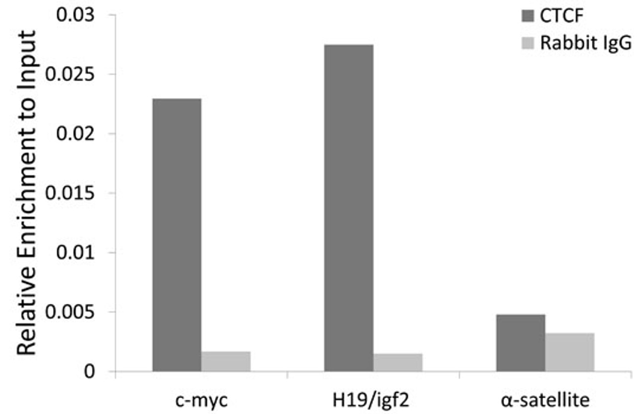 Chromatin immunoprecipitation of extracts of HCT116 cell line, using CTCF antibody (14-510) and rabbit IgG. The amount of immunoprecipitated DNA was checked by quantitative PCR. Histogram was constructed by the ratios of the immunoprecipitated DNA to the input.
