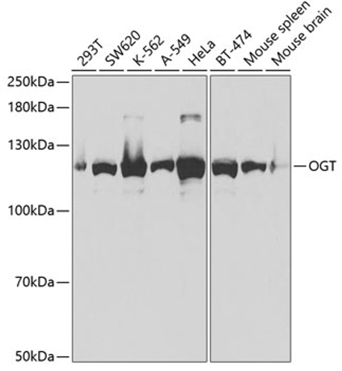 Western blot analysis of extracts of various cell lines, using OGT antibody (18-433) at 1:1000 dilution.<br/>Secondary antibody: HRP Goat Anti-Rabbit IgG (H+L) at 1:10000 dilution.<br/>Lysates/proteins: 25ug per lane.<br/>Blocking buffer: 3% nonfat dry milk in TBST.<br/>Detection: ECL Basic Kit.<br/>Exposure time: 5s.