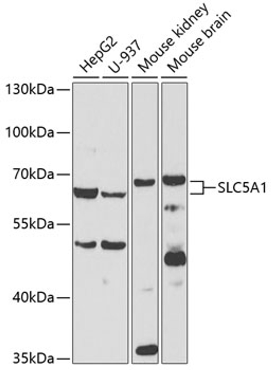 Western blot analysis of extracts of various cell lines, using SLC5A1 antibody (18-954) at 1:500 dilution.<br/>Secondary antibody: HRP Goat Anti-Rabbit IgG (H+L) at 1:10000 dilution.<br/>Lysates/proteins: 25ug per lane.<br/>Blocking buffer: 3% nonfat dry milk in TBST.<br/>Detection: ECL Basic Kit.<br/>Exposure time: 120s.