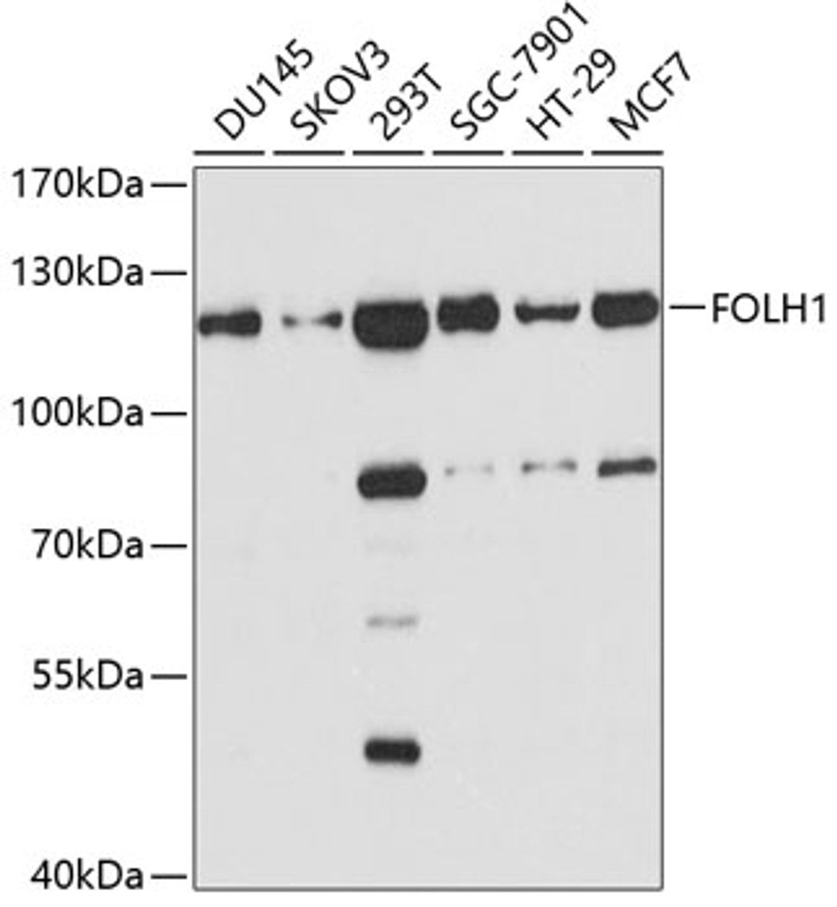 Western blot analysis of extracts of various cell lines, using FOLH1 antibody (18-999) at 1:1000 dilution.<br/>Secondary antibody: HRP Goat Anti-Rabbit IgG (H+L) at 1:10000 dilution.<br/>Lysates/proteins: 25ug per lane.<br/>Blocking buffer: 3% nonfat dry milk in TBST.<br/>Detection: ECL Basic Kit.<br/>Exposure time: 90s.