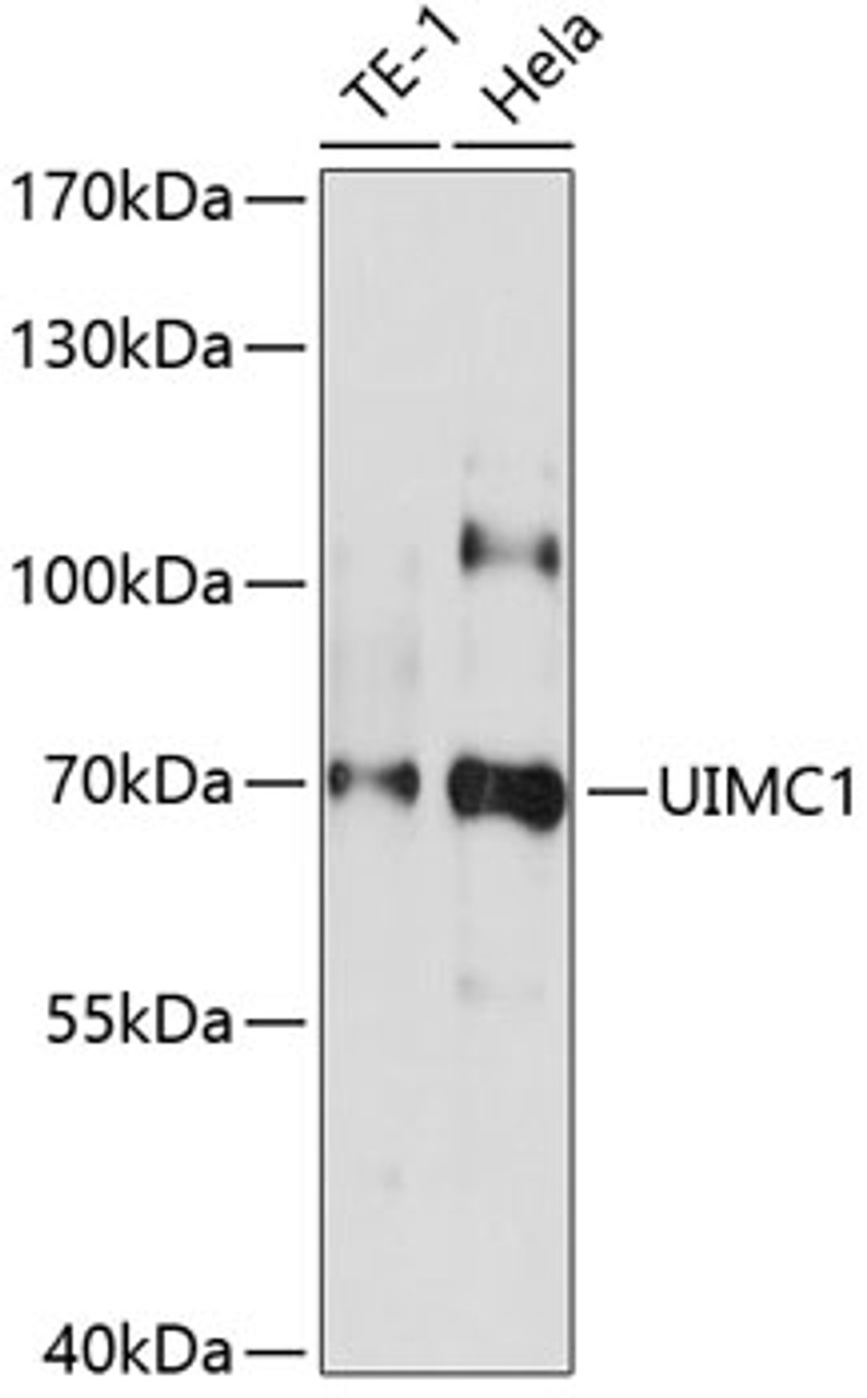 Western blot analysis of extracts of various cell lines, using UIMC1 antibody (19-461) at 1:1000 dilution.<br/>Secondary antibody: HRP Goat Anti-Rabbit IgG (H+L) at 1:10000 dilution.<br/>Lysates/proteins: 25ug per lane.<br/>Blocking buffer: 3% nonfat dry milk in TBST.<br/>Detection: ECL Enhanced Kit.<br/>Exposure time: 30s.
