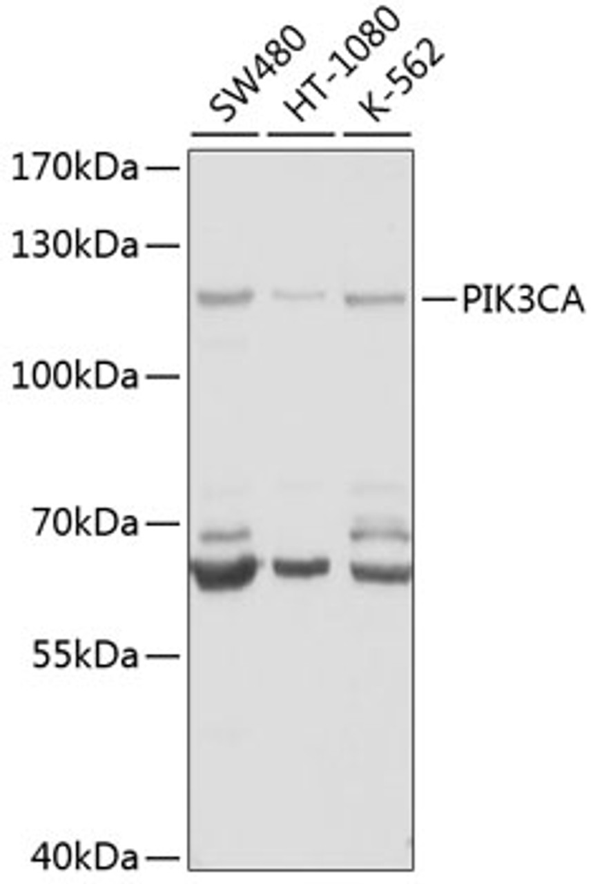 Western blot analysis of extracts of various cell lines, using PIK3CA antibody (22-275) at 1:1000 dilution.<br/>Secondary antibody: HRP Goat Anti-Rabbit IgG (H+L) at 1:10000 dilution.<br/>Lysates/proteins: 25ug per lane.<br/>Blocking buffer: 3% nonfat dry milk in TBST.<br/>Detection: ECL Basic Kit.<br/>Exposure time: 60s.
