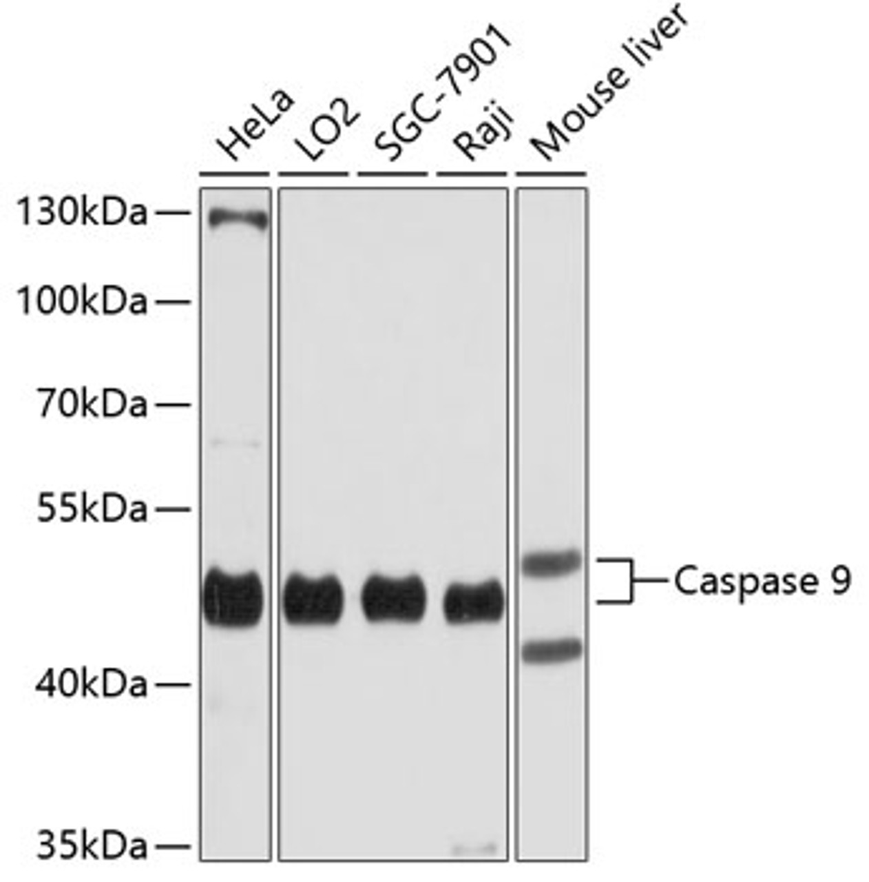 Western blot analysis of extracts of various cell lines, using Caspase 9 antibody (23-004) at 1:1000 dilution.<br/>Secondary antibody: HRP Goat Anti-Rabbit IgG (H+L) at 1:10000 dilution.<br/>Lysates/proteins: 25ug per lane.<br/>Blocking buffer: 3% nonfat dry milk in TBST.<br/>Detection: ECL Basic Kit.<br/>Exposure time: 60s.