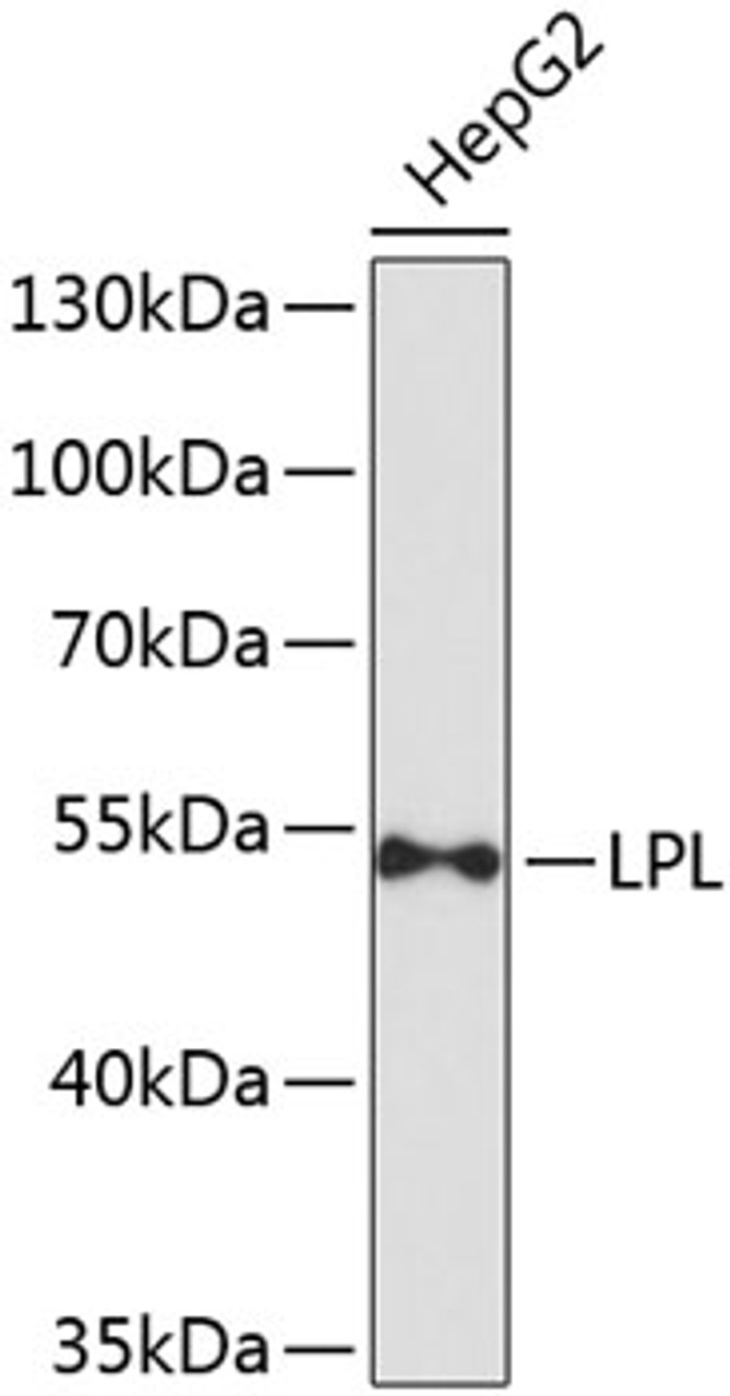 Western blot analysis of extracts of HepG2 cells, using LPL antibody (23-817) at 1:1000 dilution.<br/>Secondary antibody: HRP Goat Anti-Rabbit IgG (H+L) at 1:10000 dilution.<br/>Lysates/proteins: 25ug per lane.<br/>Blocking buffer: 3% nonfat dry milk in TBST.<br/>Detection: ECL Basic Kit.<br/>Exposure time: 90s.
