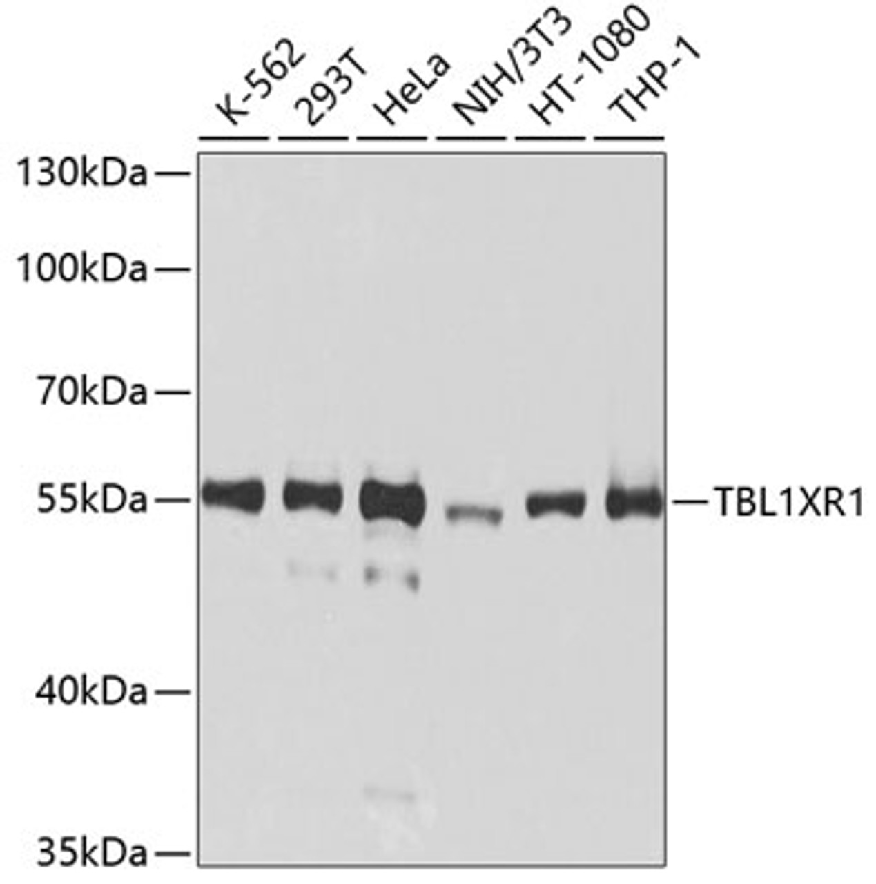 Western blot analysis of extracts of various cell lines, using TBL1XR1 antibody (23-975) at 1:1000 dilution.<br/>Secondary antibody: HRP Goat Anti-Mouse IgG (H+L) (AS003) at 1:10000 dilution.<br/>Lysates/proteins: 25ug per lane.<br/>Blocking buffer: 3% nonfat dry milk in TBST.<br/>Detection: ECL Enhanced Kit.<br/>Exposure time: 20s.