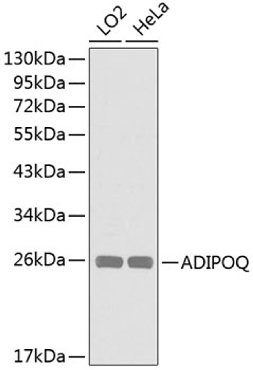 Western blot analysis of extracts of various cell lines, using ADIPOQ antibody (13-145) .<br/>Secondary antibody: HRP Goat Anti-Rabbit IgG (H+L) at 1:10000 dilution.<br/>Lysates/proteins: 25ug per lane.<br/>Blocking buffer: 3% nonfat dry milk in TBST.