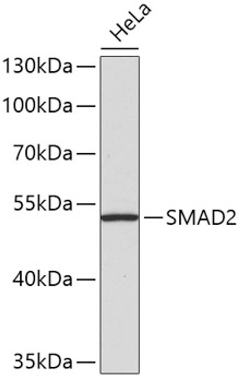 Western blot analysis of extracts of HeLa cells, using SMAD2 antibody (13-173) .<br/>Secondary antibody: HRP Goat Anti-Rabbit IgG (H+L) at 1:10000 dilution.<br/>Lysates/proteins: 25ug per lane.<br/>Blocking buffer: 3% nonfat dry milk in TBST.
