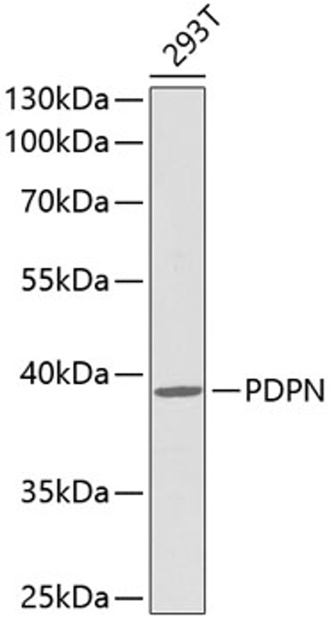 Western blot analysis of extracts of 293T cells, using PDPN antibody (13-334) .<br/>Secondary antibody: HRP Goat Anti-Rabbit IgG (H+L) at 1:10000 dilution.<br/>Lysates/proteins: 25ug per lane.<br/>Blocking buffer: 3% nonfat dry milk in TBST.