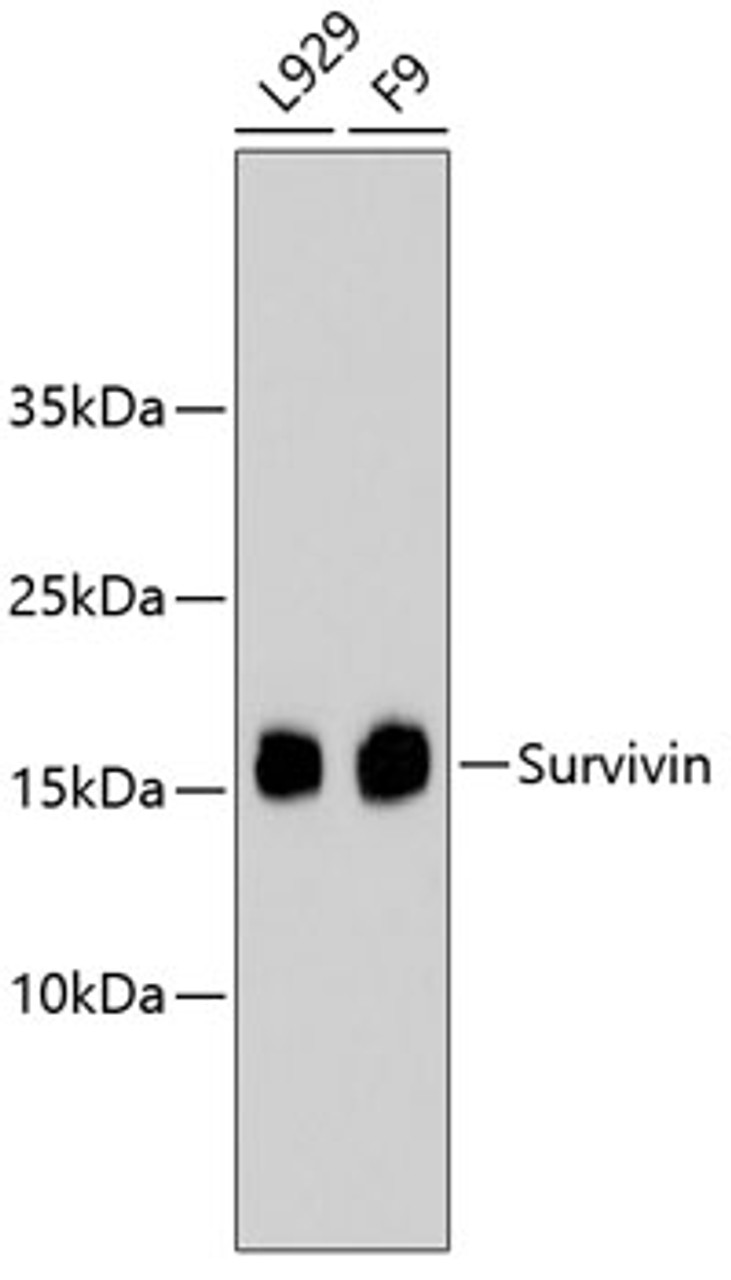 Western blot analysis of extracts of various cell lines, using Survivin antibody (13-777) .<br/>Secondary antibody: HRP Goat Anti-Rabbit IgG (H+L) at 1:10000 dilution.<br/>Lysates/proteins: 25ug per lane.<br/>Blocking buffer: 3% nonfat dry milk in TBST.