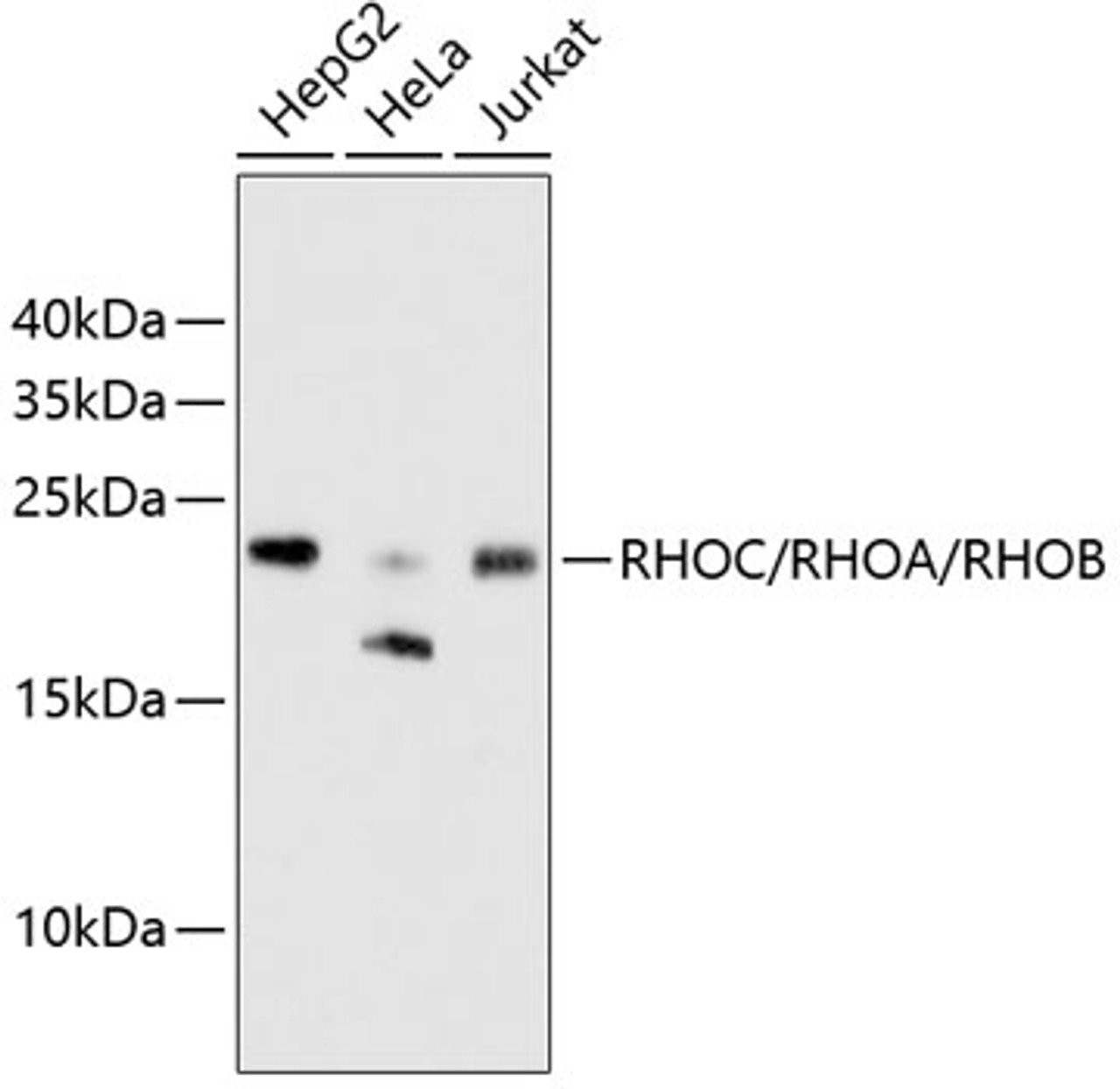 Western blot analysis of extracts of various cell lines, using RHOC/RHOA/RHOB antibody (13-779) .<br/>Secondary antibody: HRP Goat Anti-Rabbit IgG (H+L) at 1:10000 dilution.<br/>Lysates/proteins: 25ug per lane.<br/>Blocking buffer: 3% nonfat dry milk in TBST.