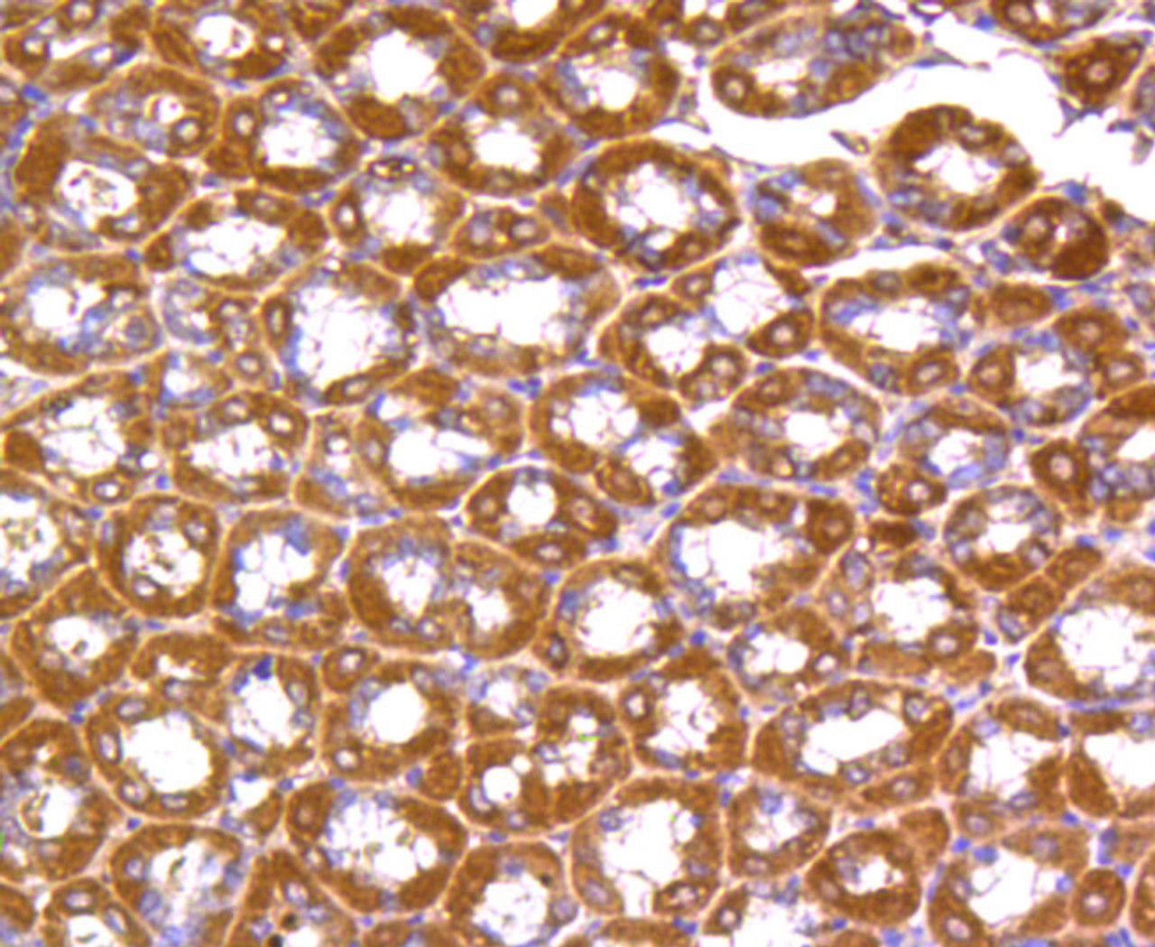 Immunohistochemistry of paraffin-embedded mouse stomach using RHOC/RHOA/RHOB antibody (13-779) at dilution of 1:100 (40x lens) .