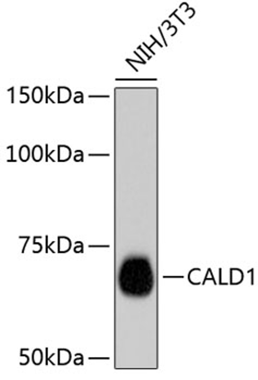 Western blot analysis of extracts of NIH/3T3 cells, using CALD1 antibody (13-791) .<br/>Secondary antibody: HRP Goat Anti-Rabbit IgG (H+L) at 1:10000 dilution.<br/>Lysates/proteins: 25ug per lane.<br/>Blocking buffer: 3% nonfat dry milk in TBST.