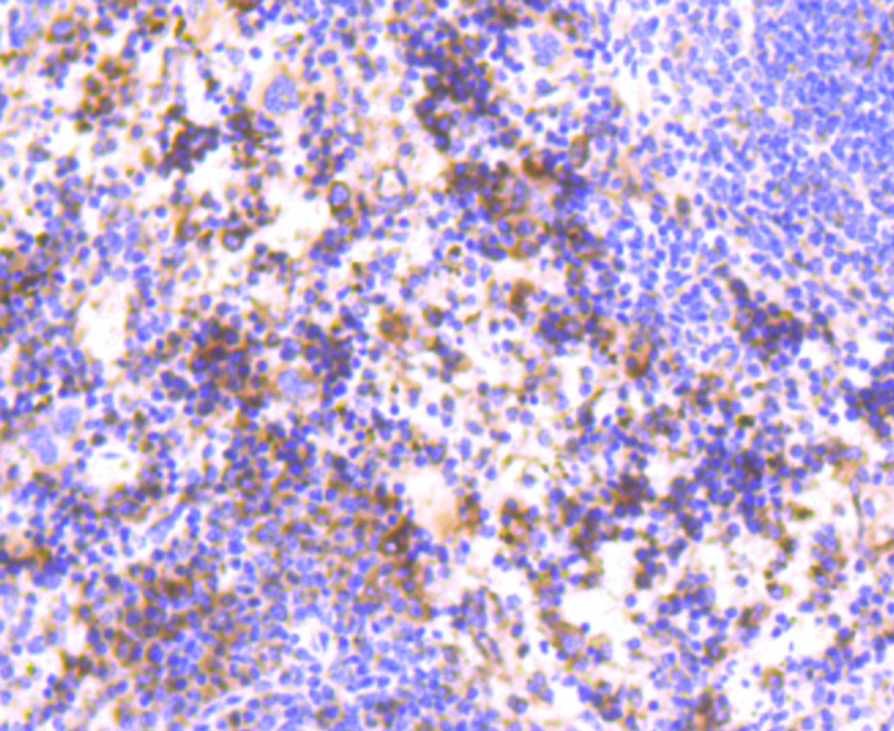 Immunohistochemistry of paraffin-embedded mouse spleen using HAPLN1 antibody (13-823) at dilution of 1:100 (40x lens) .