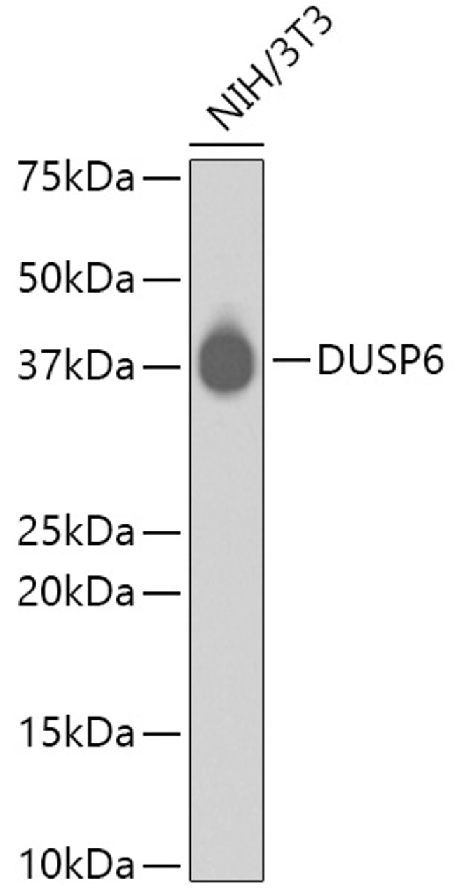 Western blot analysis of extracts of NIH/3T3, using DUSP6 antibody (13-833) .<br/>Secondary antibody: HRP Goat Anti-Rabbit IgG (H+L) at 1:10000 dilution.<br/>Lysates/proteins: 25ug per lane.<br/>Blocking buffer: 3% nonfat dry milk in TBST.