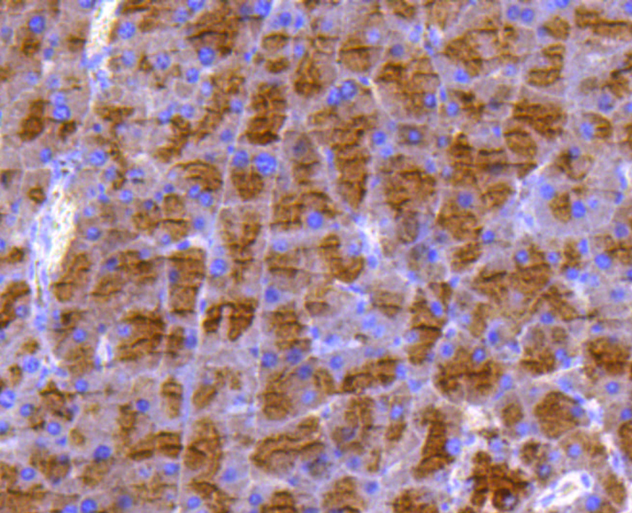 Immunohistochemistry of paraffin-embedded mouse pancreas using DUSP6 antibody (13-833) at dilution of 1:100 (40x lens) .
