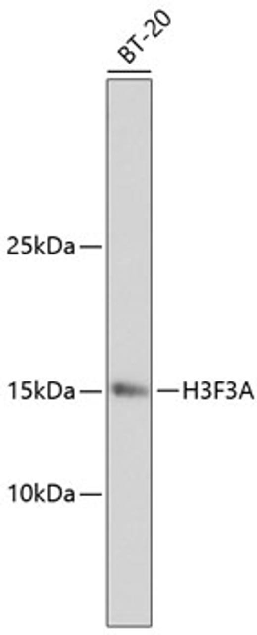 Western blot analysis of extracts of BT-20 cells, using H3F3A antibody (13-847) .<br/>Secondary antibody: HRP Goat Anti-Rabbit IgG (H+L) at 1:10000 dilution.<br/>Lysates/proteins: 25ug per lane.<br/>Blocking buffer: 3% nonfat dry milk in TBST.