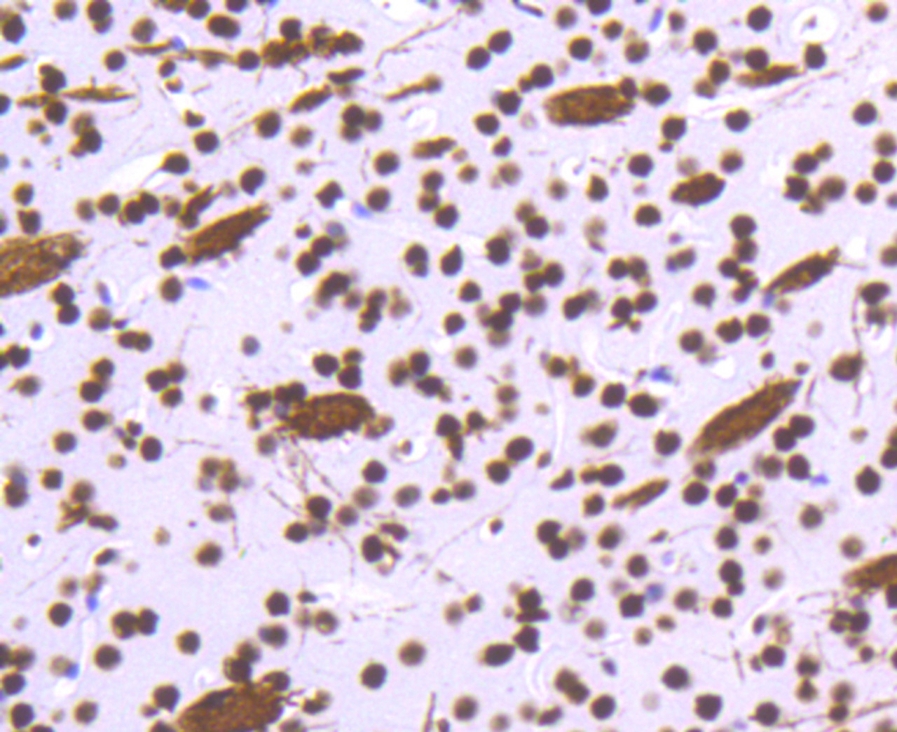 Immunohistochemistry of paraffin-embedded mouse brain using H3F3A antibody (13-847) at dilution of 1:100 (40x lens) .