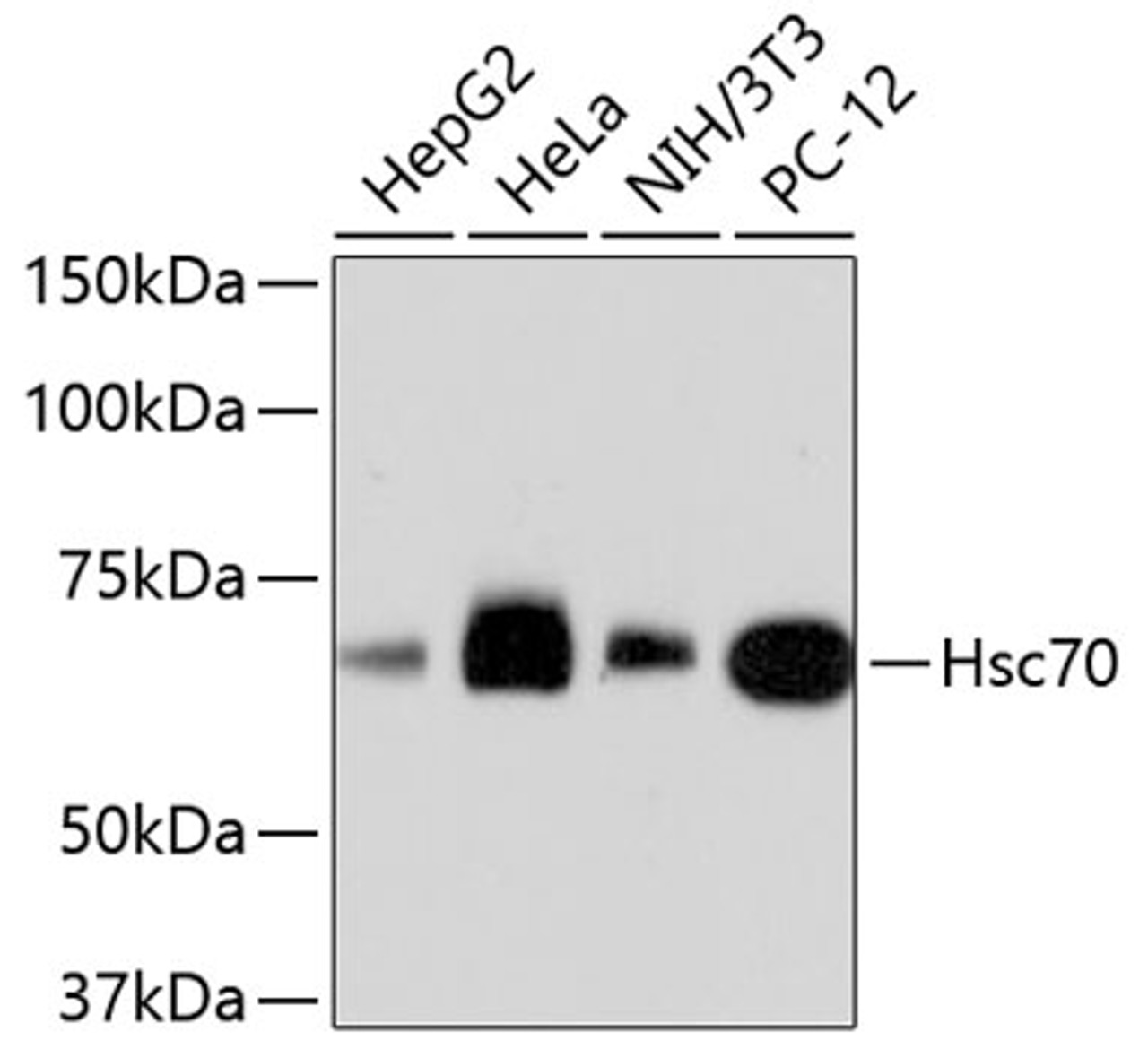 Western blot analysis of extracts of various cell lines, using Hsc70 antibody (13-851) .<br/>Secondary antibody: HRP Goat Anti-Rabbit IgG (H+L) at 1:10000 dilution.<br/>Lysates/proteins: 25ug per lane.<br/>Blocking buffer: 3% nonfat dry milk in TBST.