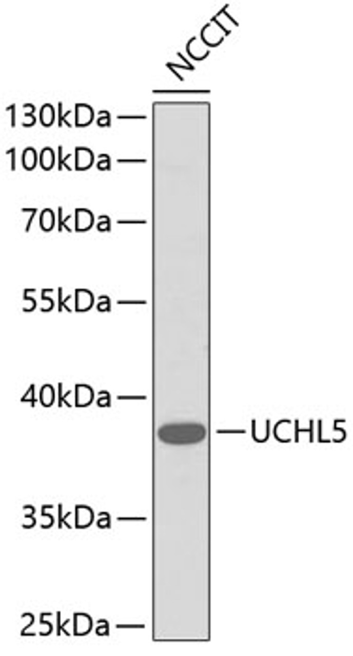 Western blot analysis of extracts of NCCIT cells, using UCHL5 antibody (13-853) .<br/>Secondary antibody: HRP Goat Anti-Rabbit IgG (H+L) at 1:10000 dilution.<br/>Lysates/proteins: 25ug per lane.<br/>Blocking buffer: 3% nonfat dry milk in TBST.