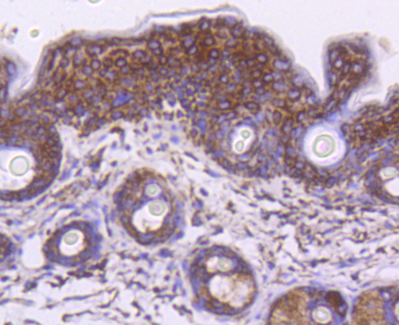 Immunohistochemistry of paraffin-embedded mouse skin using Hsp60 antibody (13-854) at dilution of 1:100 (40x lens) .