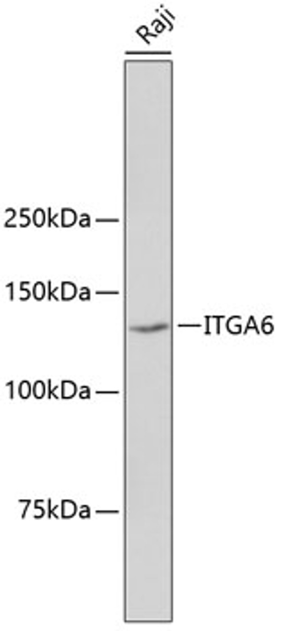 Western blot analysis of extracts of Raji cells, using ITGA6 antibody (13-860) .<br/>Secondary antibody: HRP Goat Anti-Rabbit IgG (H+L) at 1:10000 dilution.<br/>Lysates/proteins: 25ug per lane.<br/>Blocking buffer: 3% nonfat dry milk in TBST.
