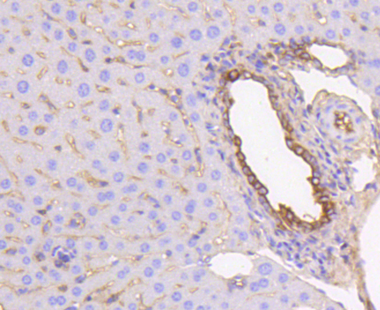 Immunohistochemistry of paraffin-embedded mouse liver using KRT19 antibody (13-866) at dilution of 1:100 (40x lens) .