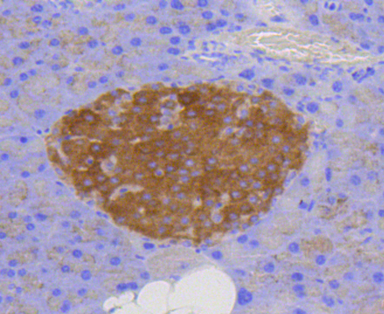 Immunohistochemistry of paraffin-embedded mouse pancreas using LAMP2 antibody (13-868) at dilution of 1:100 (40x lens) .