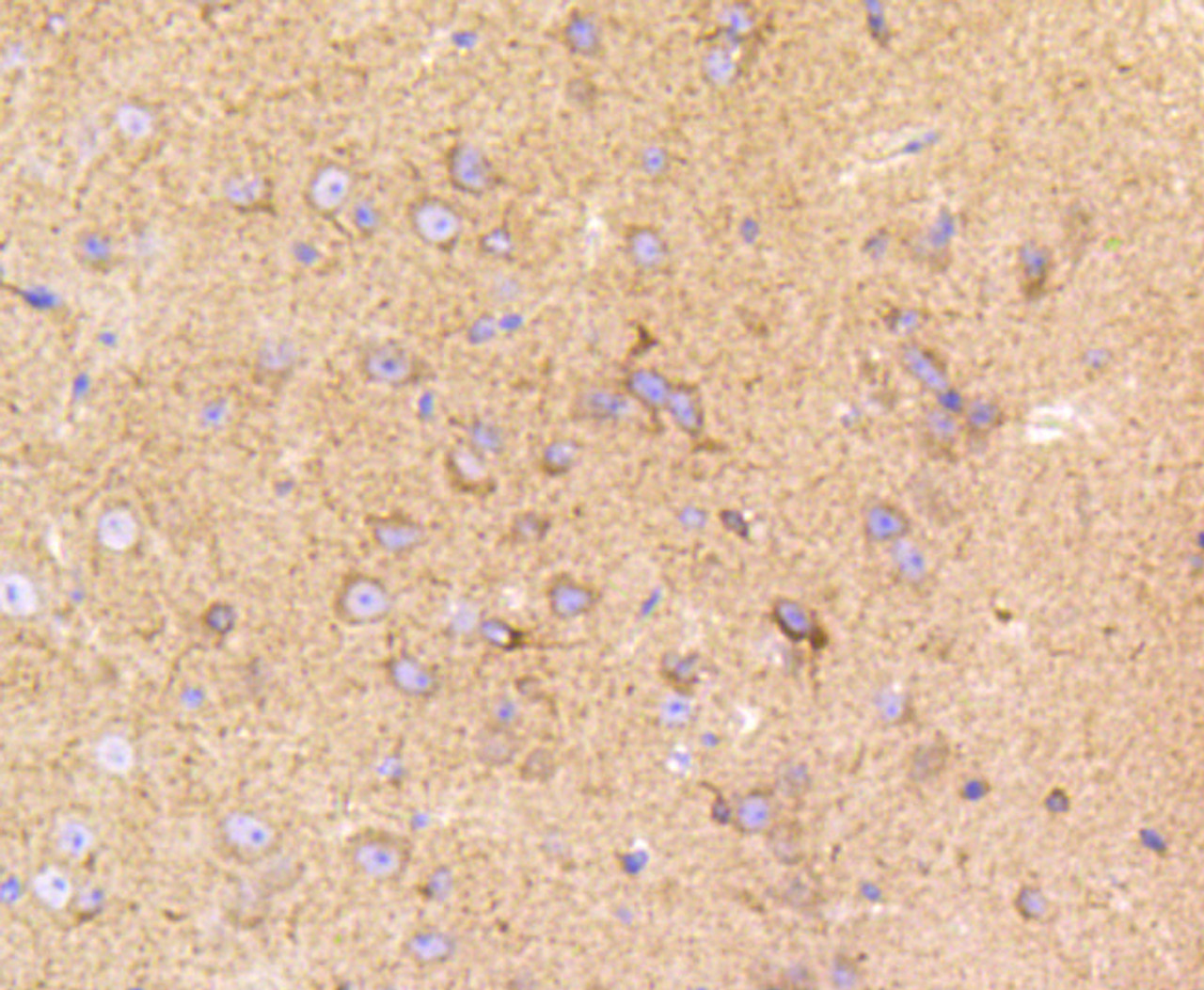 Immunohistochemistry of paraffin-embedded mouse brain using LRP1 antibody (13-871) at dilution of 1:100 (40x lens) .